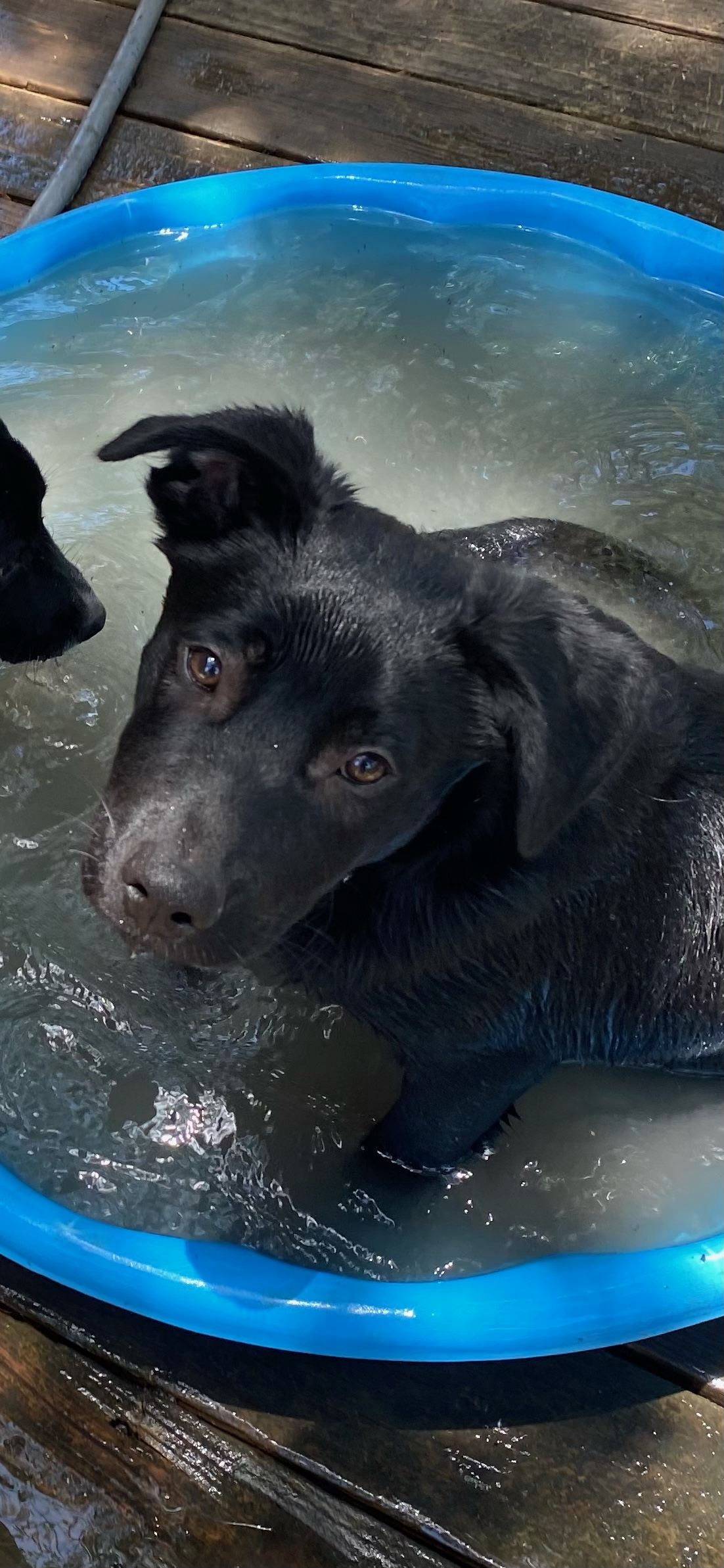 Enlarge Bernie, a Adoptable Labrador Retriever in San Antonio, TX image 2/2