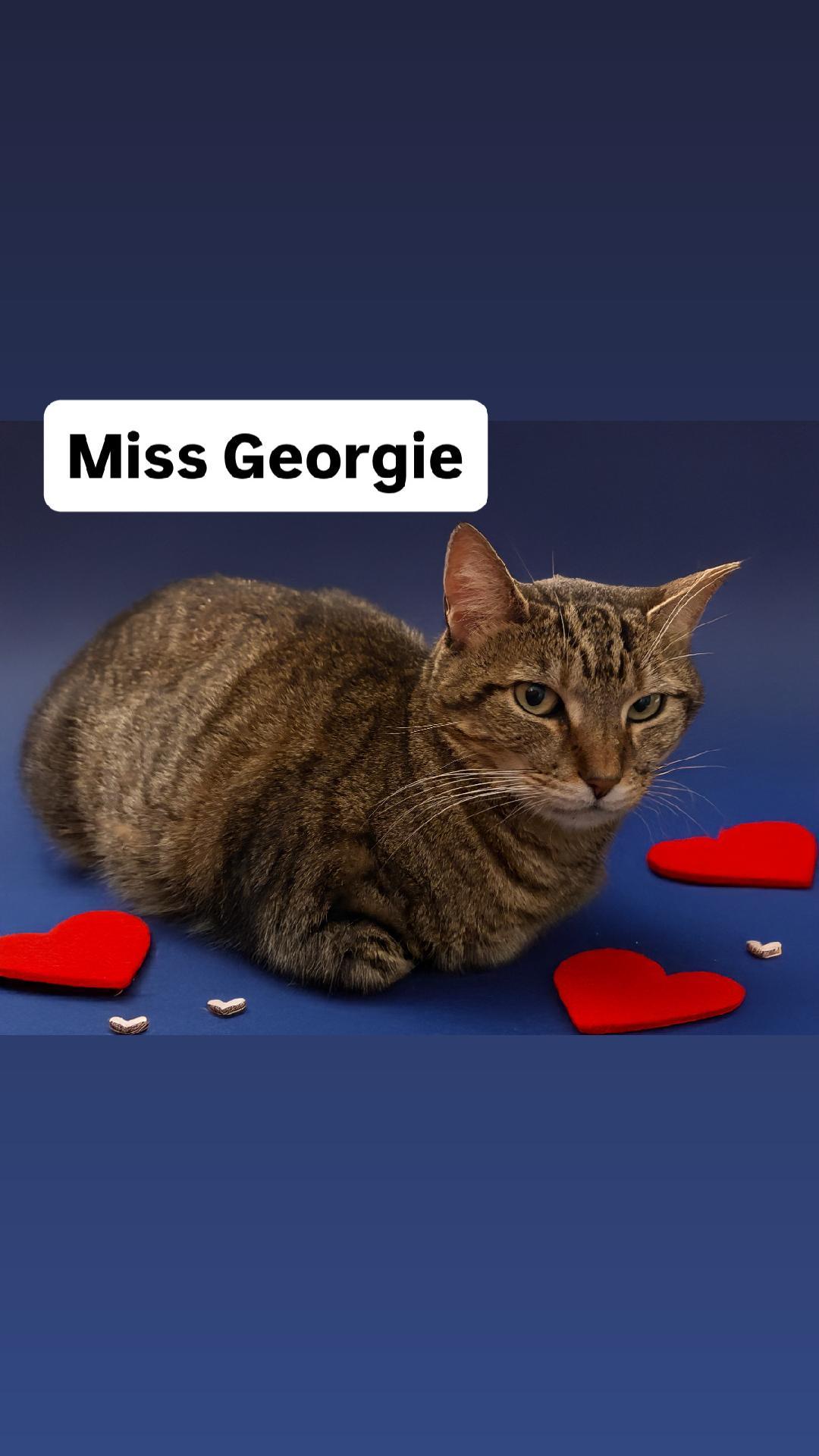 Ms Georgie at Martinez Pet Food Express   Jan 10th, Adoptable, Adult Female Domestic Short Hair.