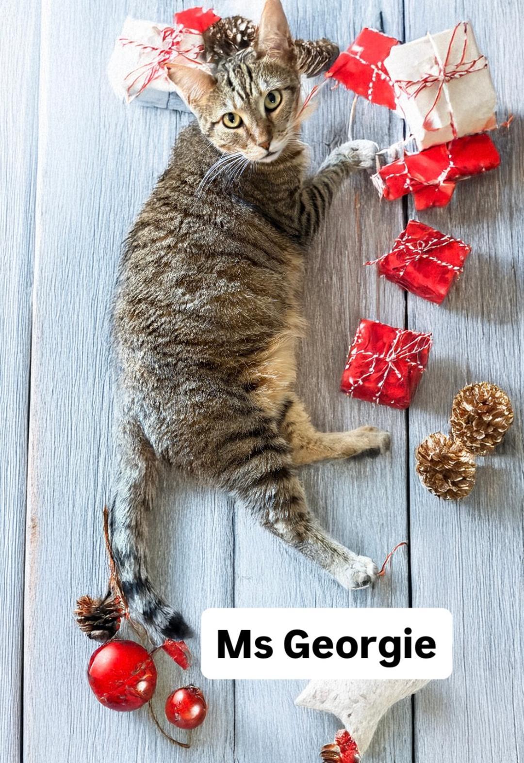 Ms Georgie at Martinez Pet Food Express   Jan 3rd, Adoptable, Adult Female Domestic Short Hair.