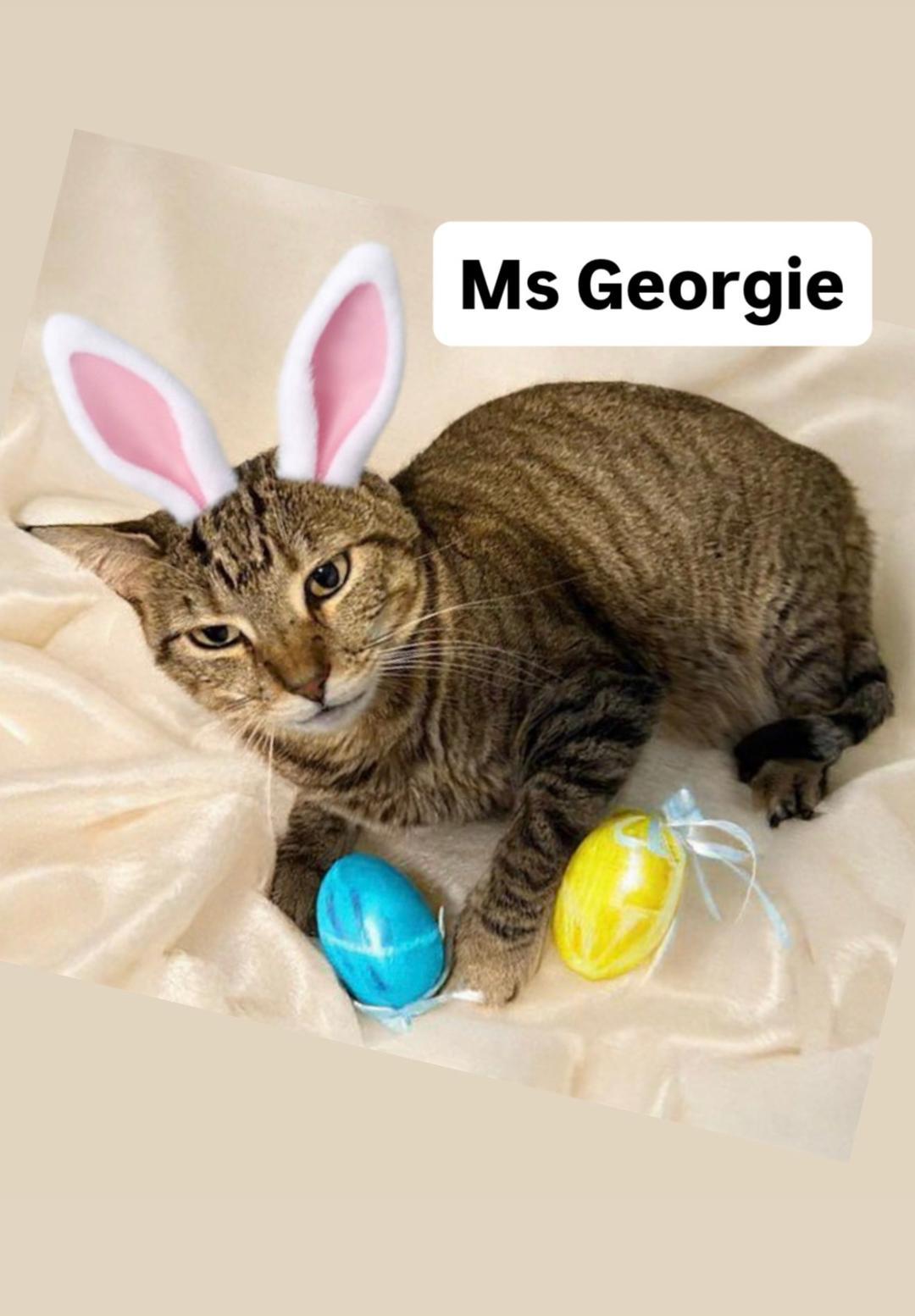 Enlarge Ms Georgie at Martinez Pet Food Express   April 4, a Adoptable Domestic Short Hair in Walnut Creek, CA image 2/2