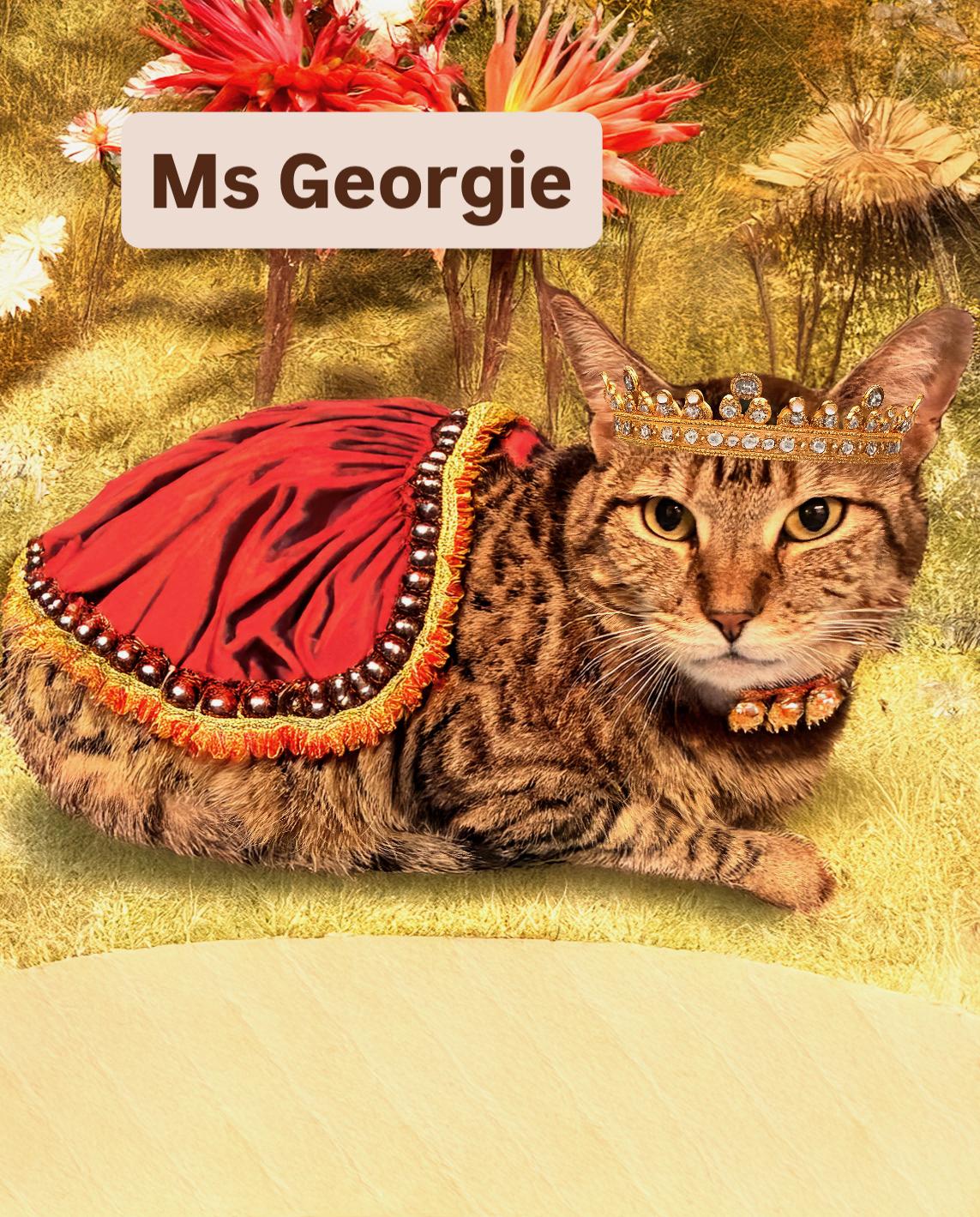 Enlarge Ms Georgie at Martinez Pet Food Express   Jan 3rd, a Adoptable Domestic Short Hair in Walnut Creek, CA image 2/2