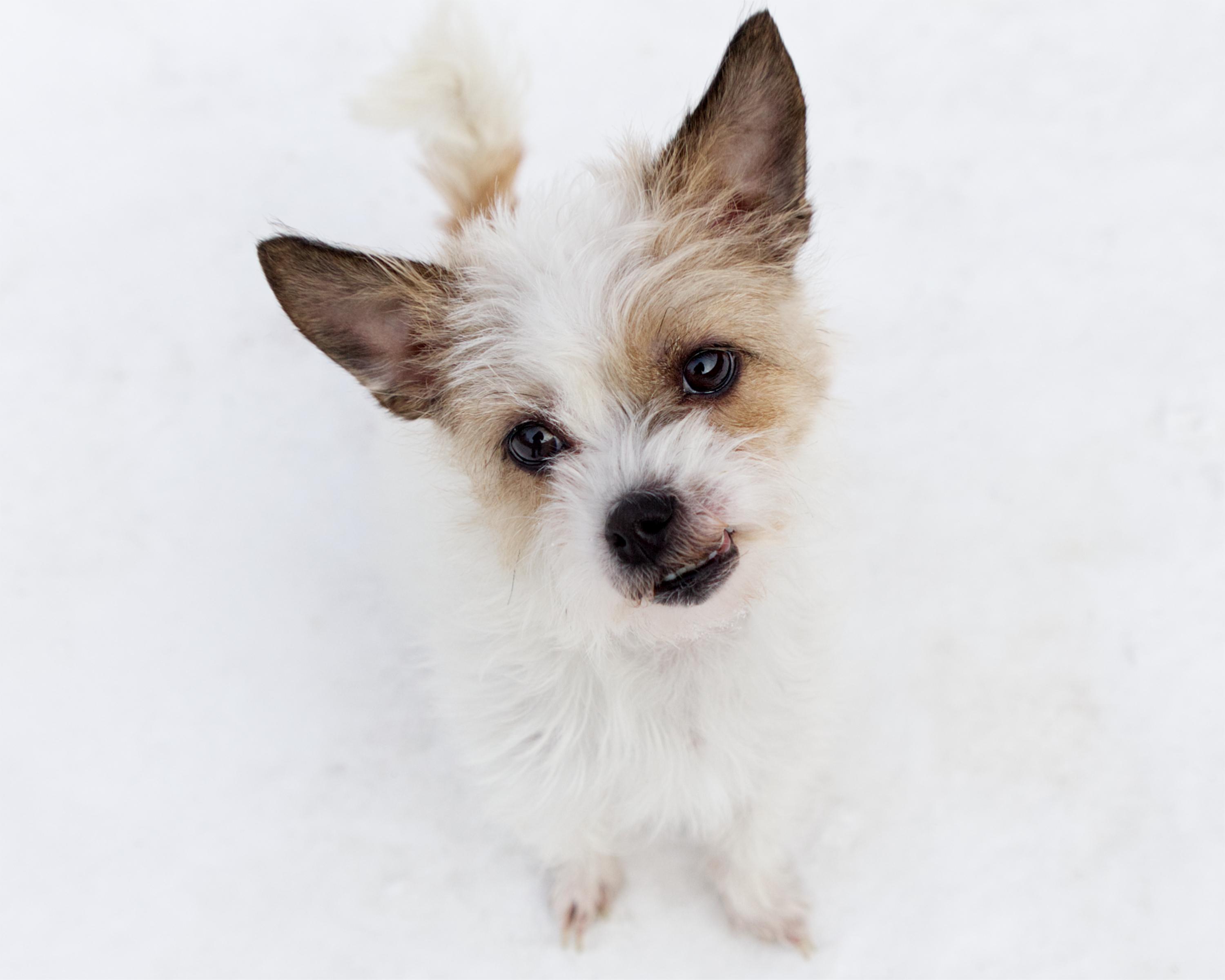 Alice, adopted, Adult Female Shih Tzu.