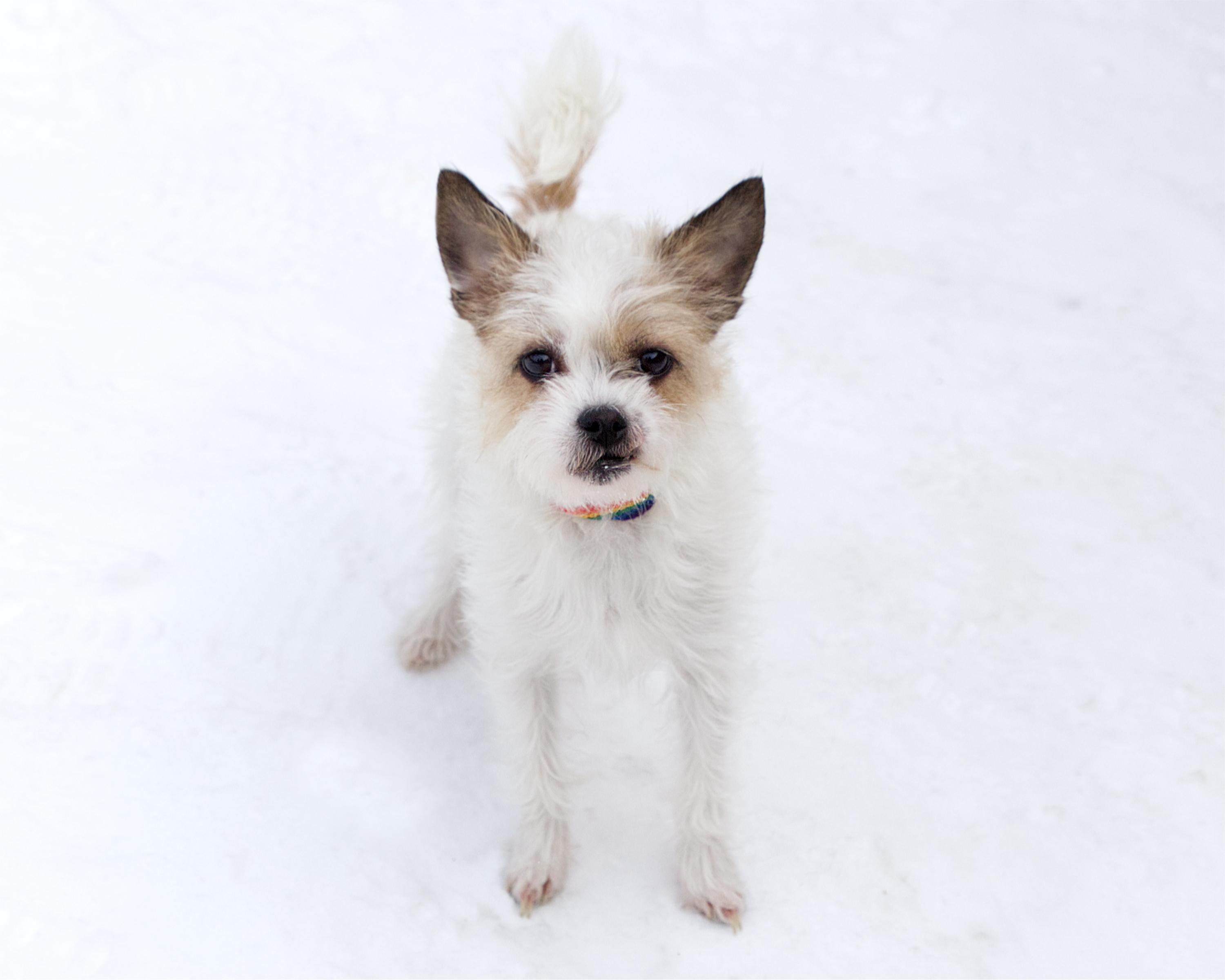 Enlarge Alice, an adopted mixed breed in Winnipeg, MB image 2/3