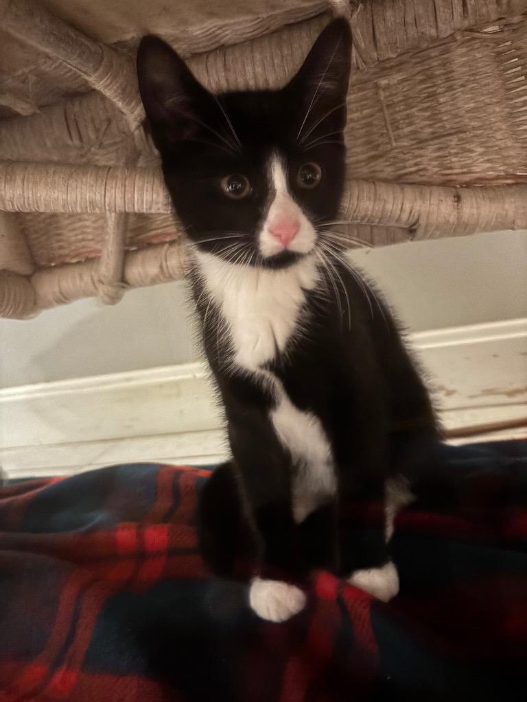 Nate, Adoptable, Kitten Male Domestic Short Hair.