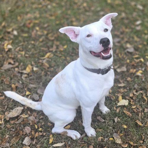 GiGi, Adoptable, Young Female Pit Bull Terrier.