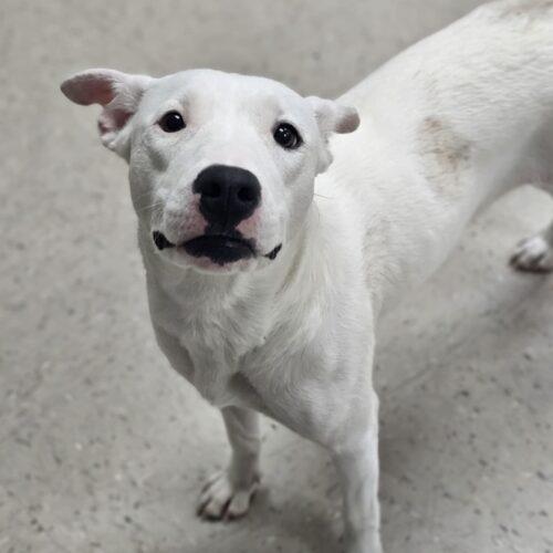 Enlarge GiGi, a Adoptable Pit Bull Terrier in Burlington, IA image 2/4