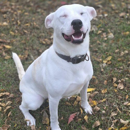 Enlarge GiGi, a Adoptable Pit Bull Terrier in Burlington, IA image 3/4