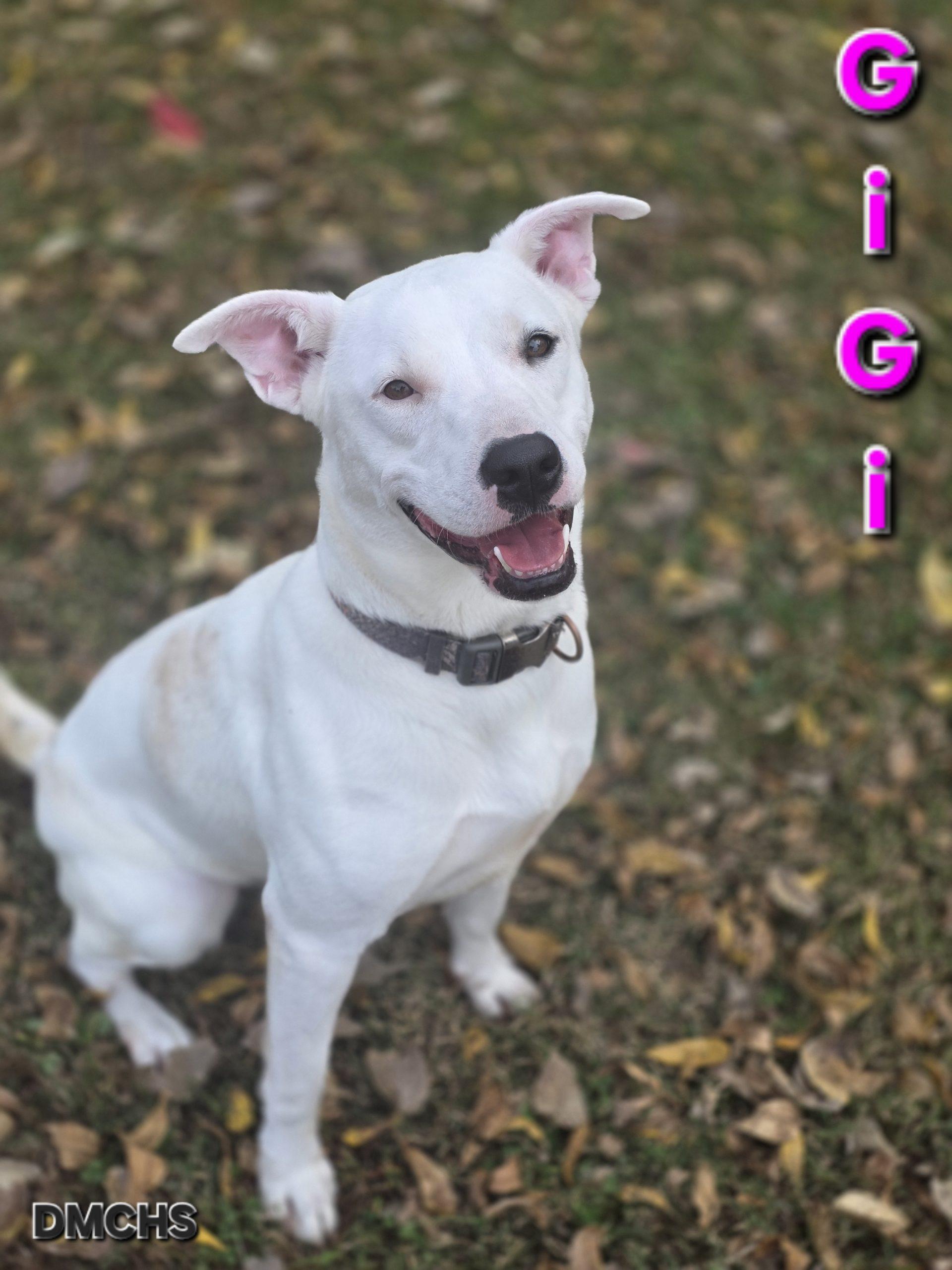 Enlarge GiGi, a Adoptable Pit Bull Terrier in Burlington, IA image 4/4