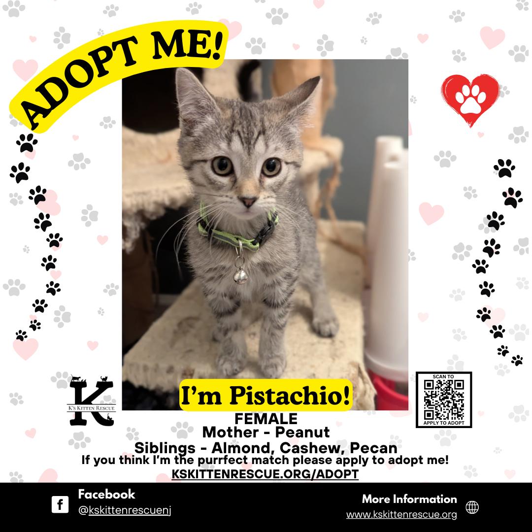 Pistachio, ADOPTABLE, Kitten Female Domestic Short Hair.
