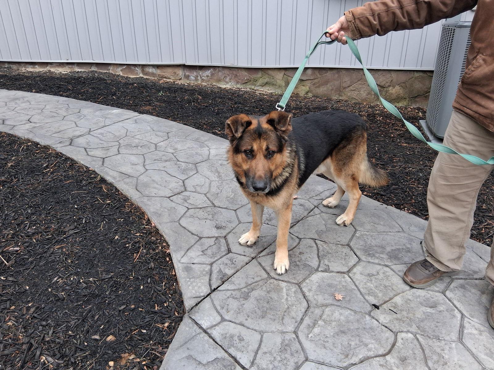 Enlarge Fox 7280, a Adoptable German Shepherd Dog in Centreville, VA image 1/3
