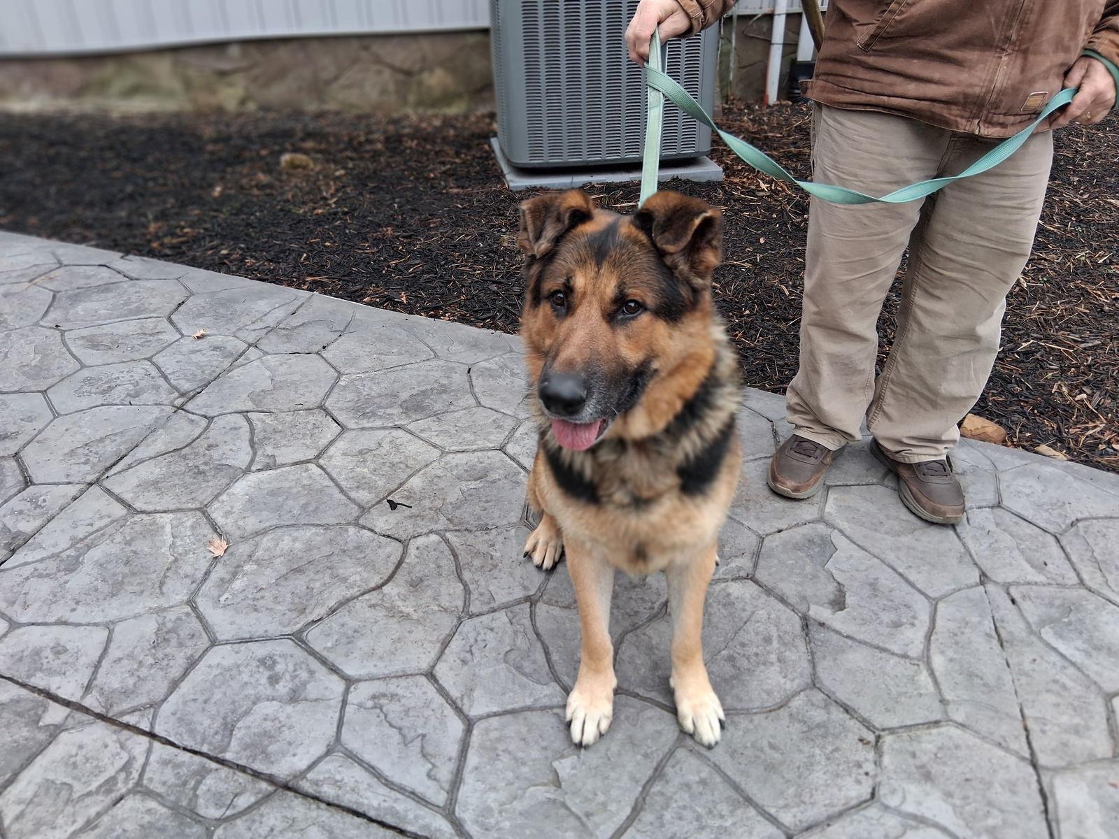 Enlarge Fox 7280, a Adoptable German Shepherd Dog in Centreville, VA image 2/3