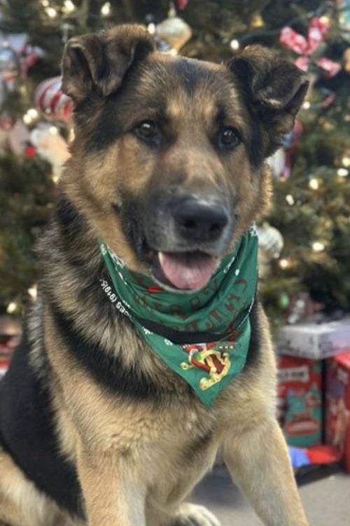 Enlarge Fox 7280, a Adoptable German Shepherd Dog in Centreville, VA image 3/3