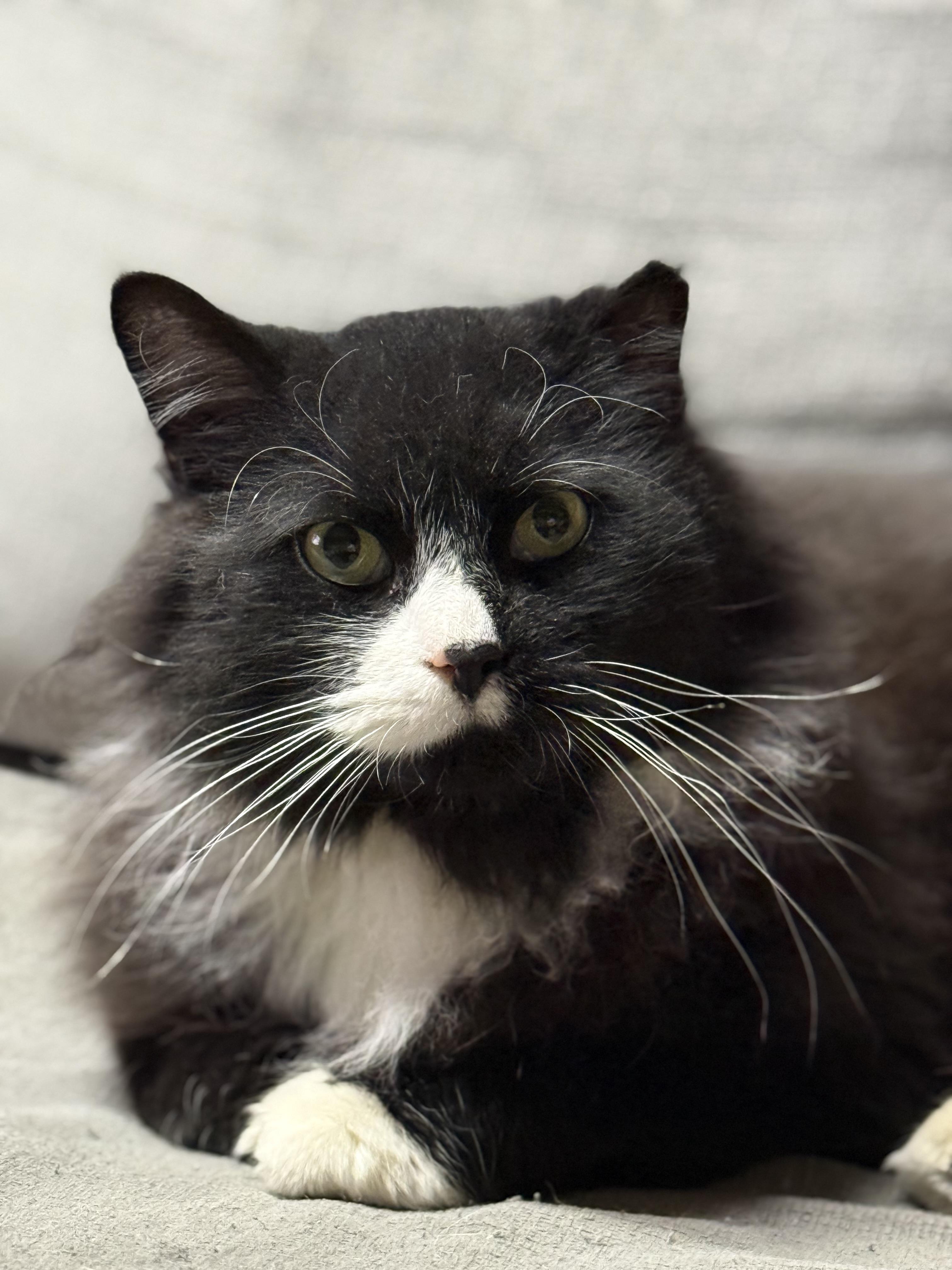 Tux, a Adoptable Domestic Long Hair in Elmira, NY image 1/4