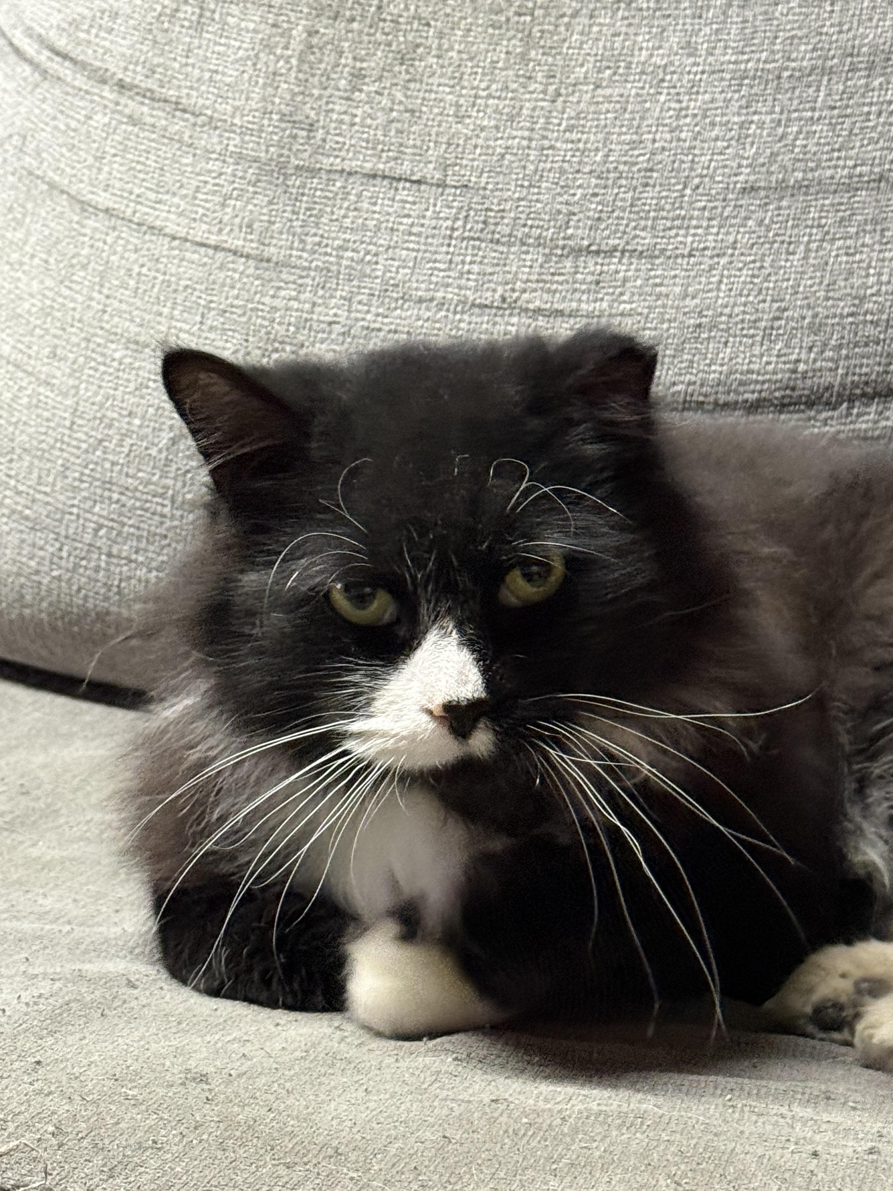 Tux, a Adoptable Domestic Long Hair in Elmira, NY image 2/4