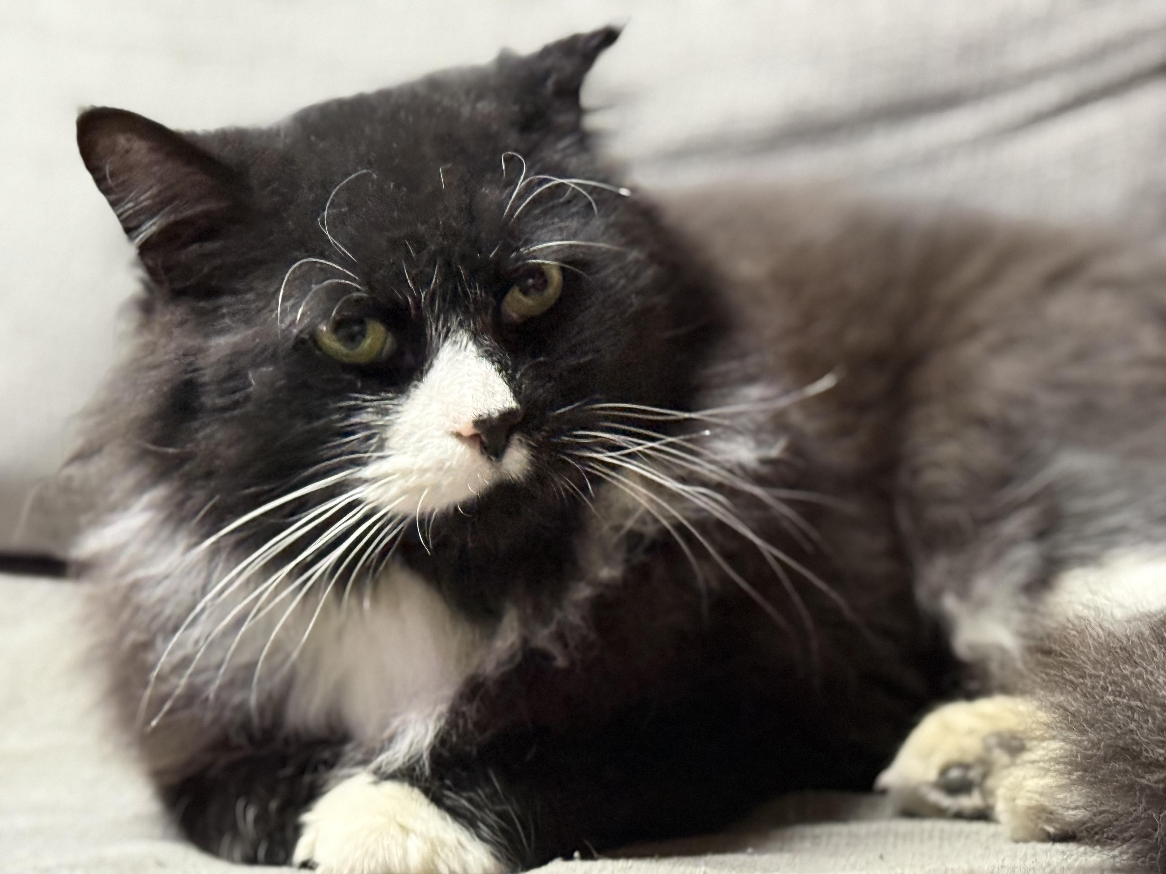 Tux, a Adoptable Domestic Long Hair in Elmira, NY image 3/4