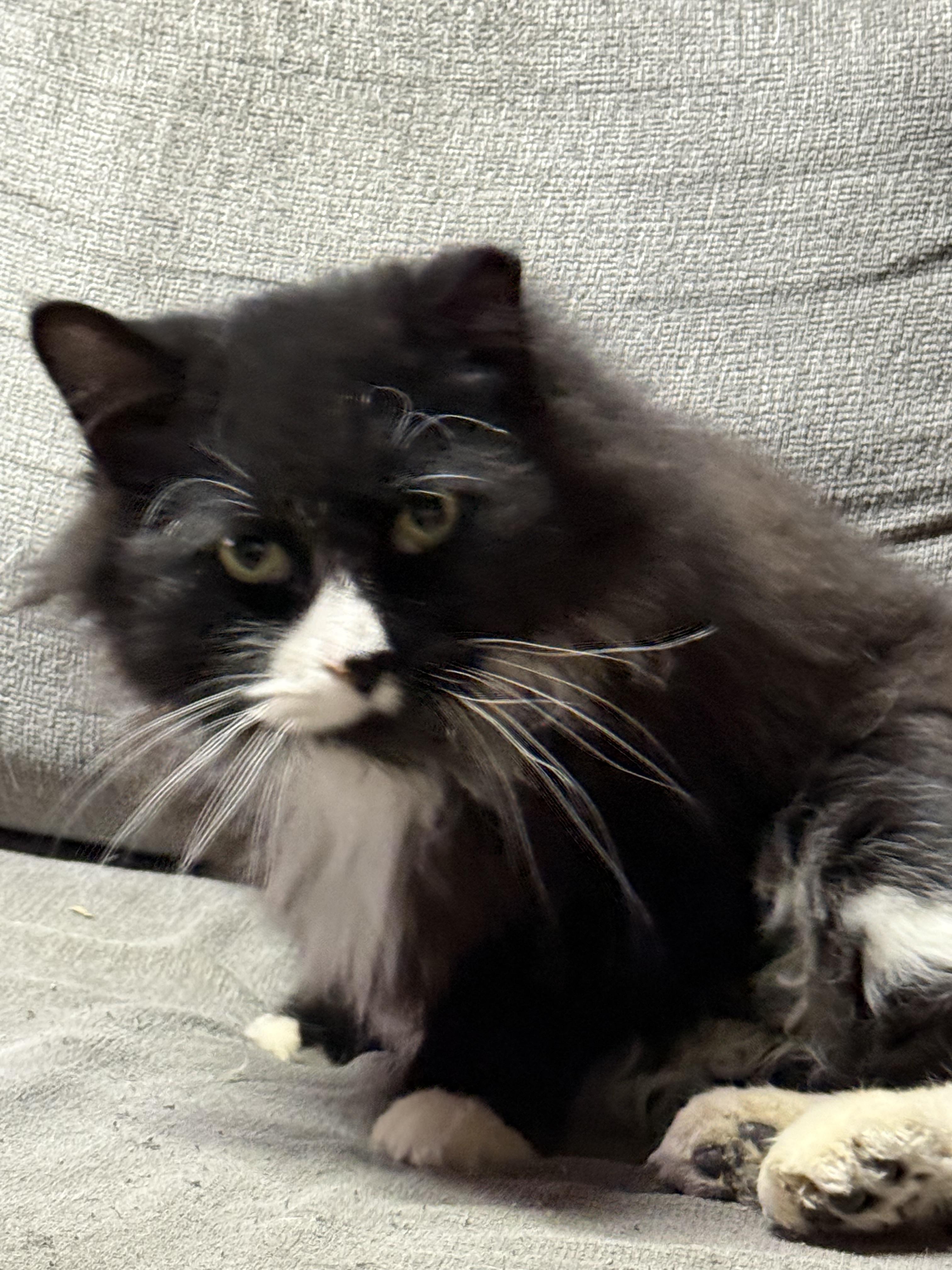 Tux, a Adoptable Domestic Long Hair in Elmira, NY image 4/4