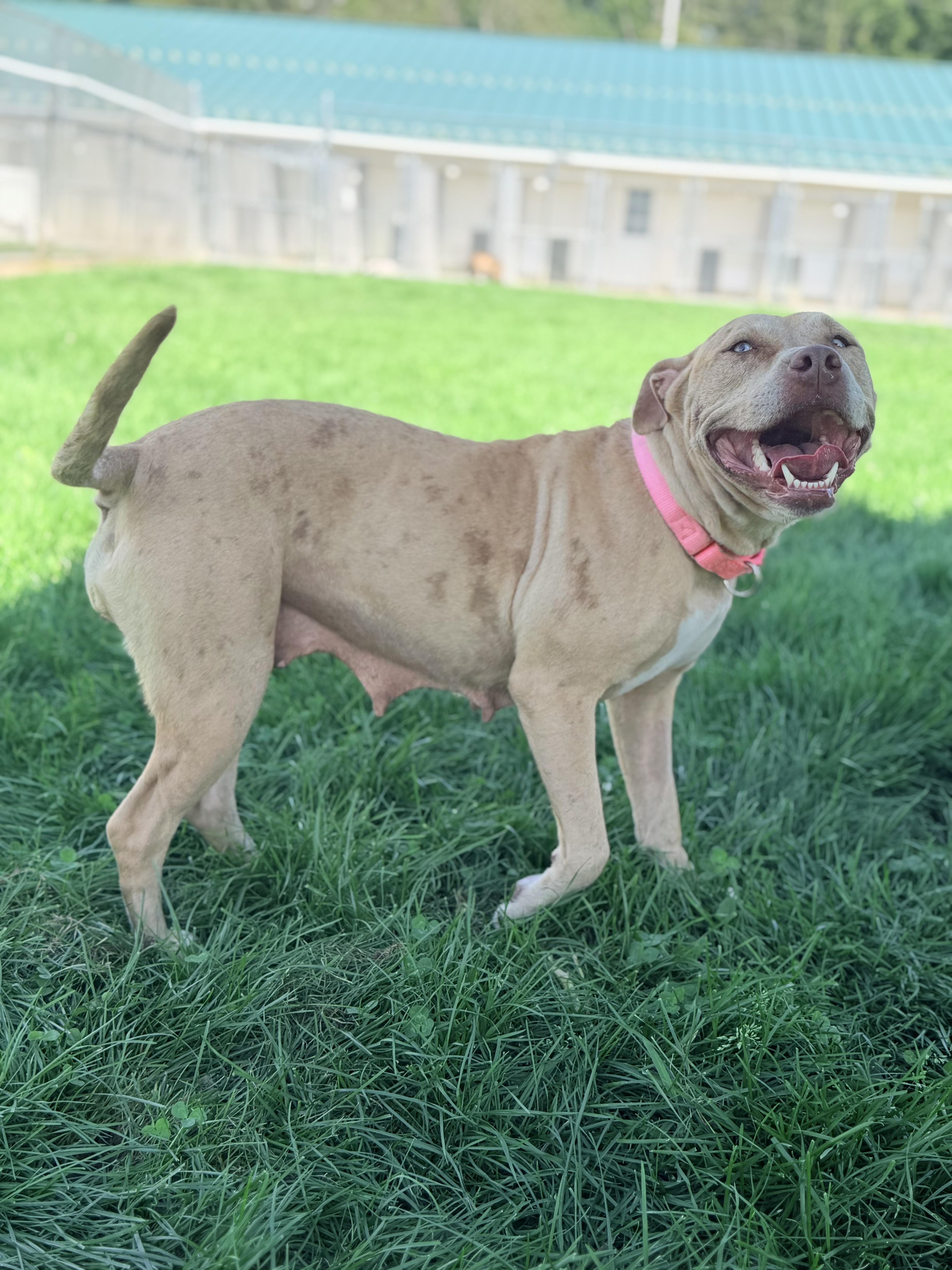 Enlarge Pinkie, a Adoptable mixed breed in Lake Odessa, MI image 1/6