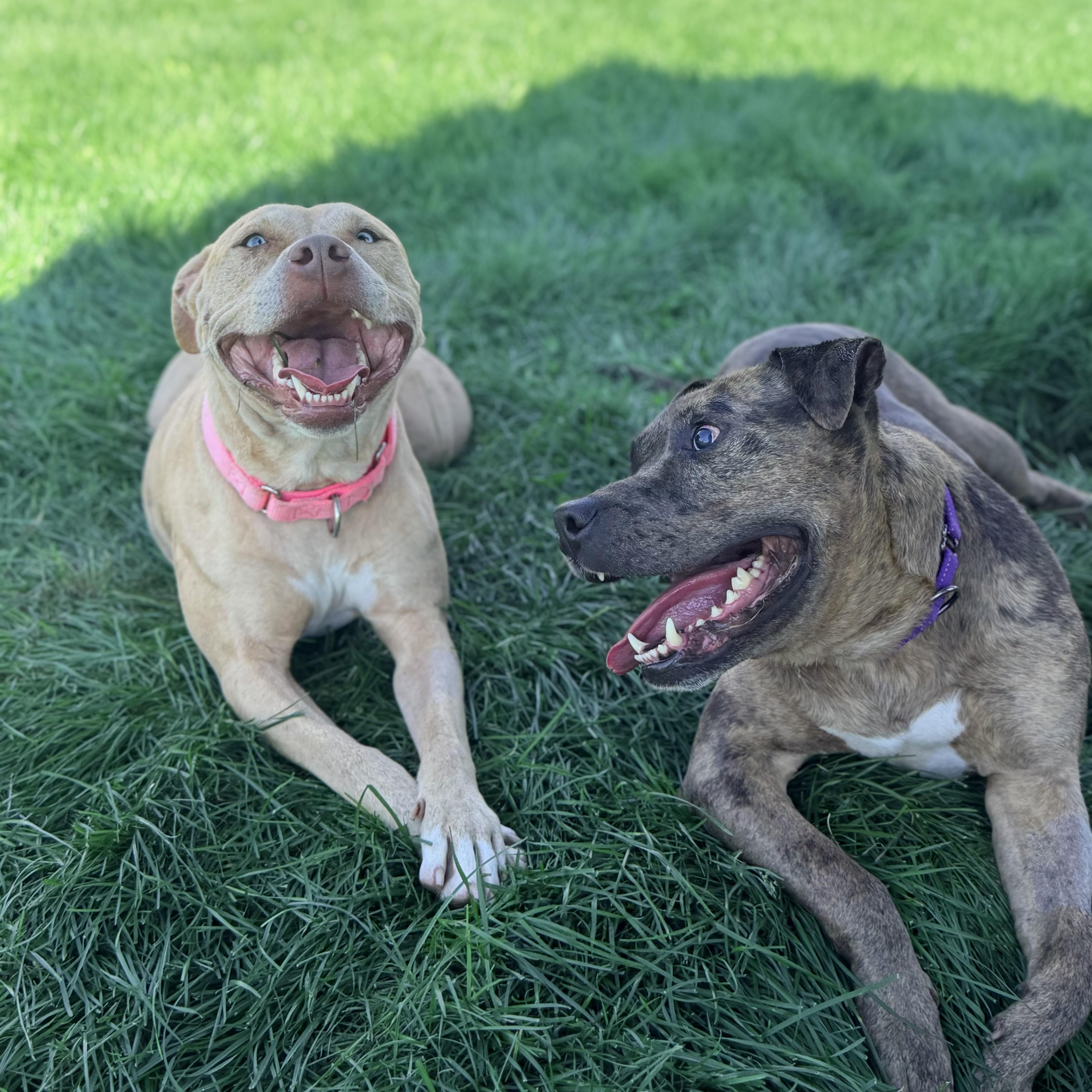 Enlarge Pinkie, a Adoptable mixed breed in Lake Odessa, MI image 6/6