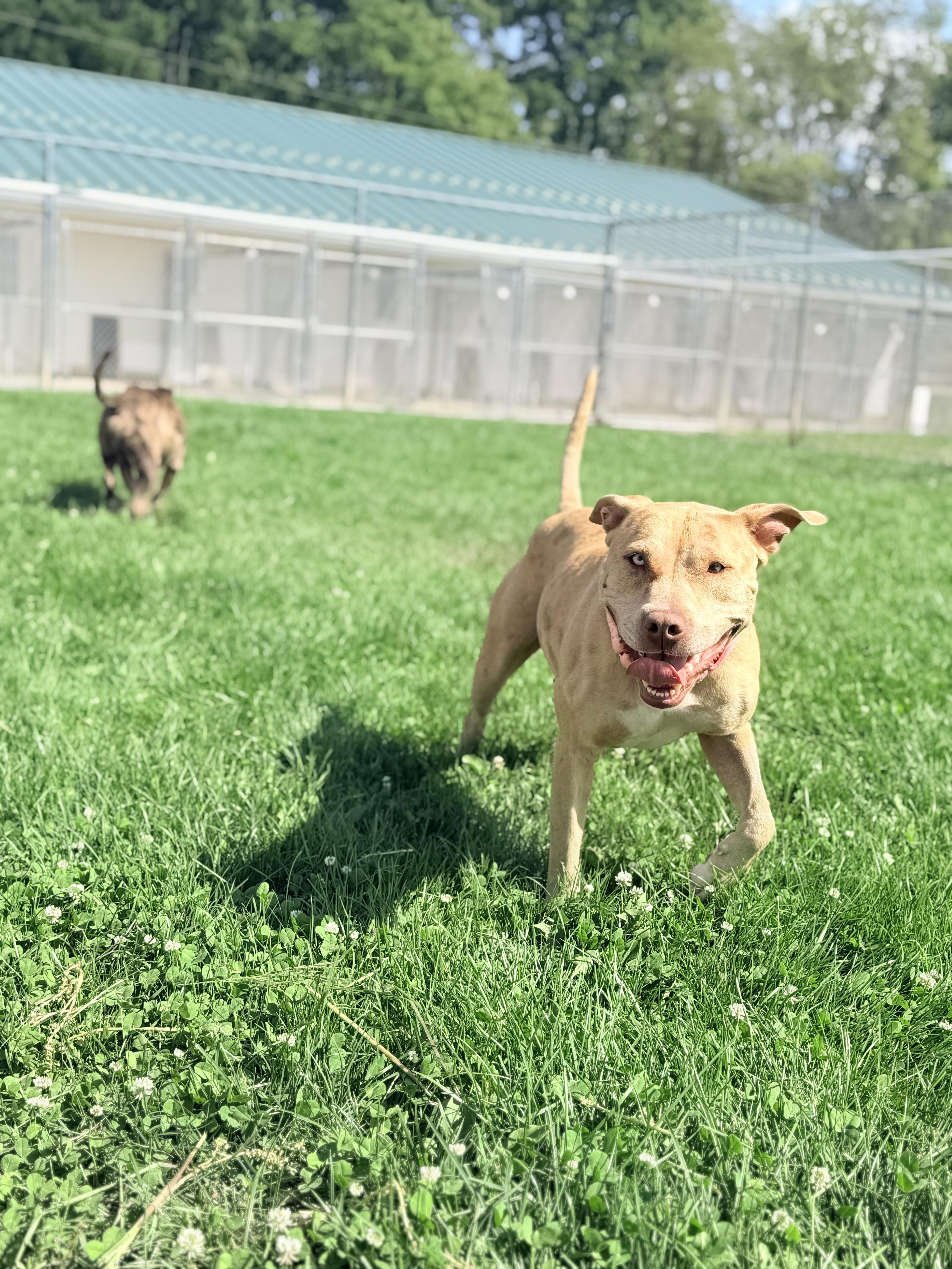 Enlarge Pinkie, a Adoptable mixed breed in Lake Odessa, MI image 2/6