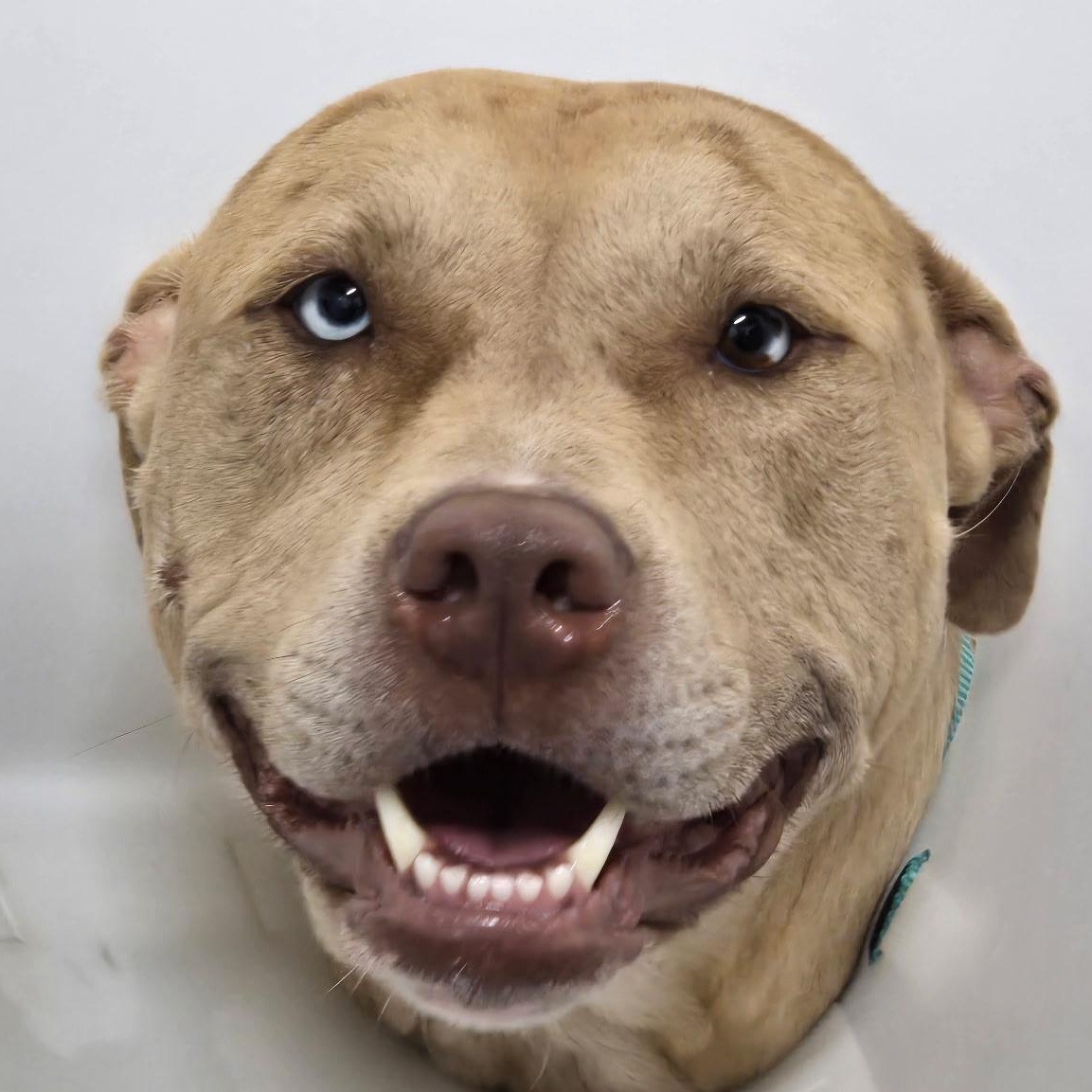 Enlarge Pinkie, a Adoptable mixed breed in Lake Odessa, MI image 3/6
