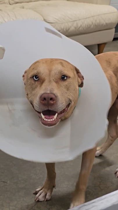 Enlarge Pinkie, a Adoptable mixed breed in Lake Odessa, MI video 4/6