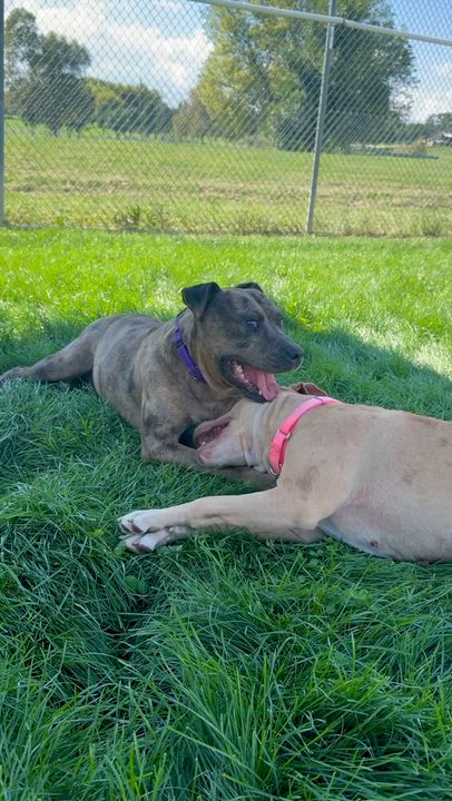 Enlarge Pinkie, a Adoptable mixed breed in Lake Odessa, MI video 5/6