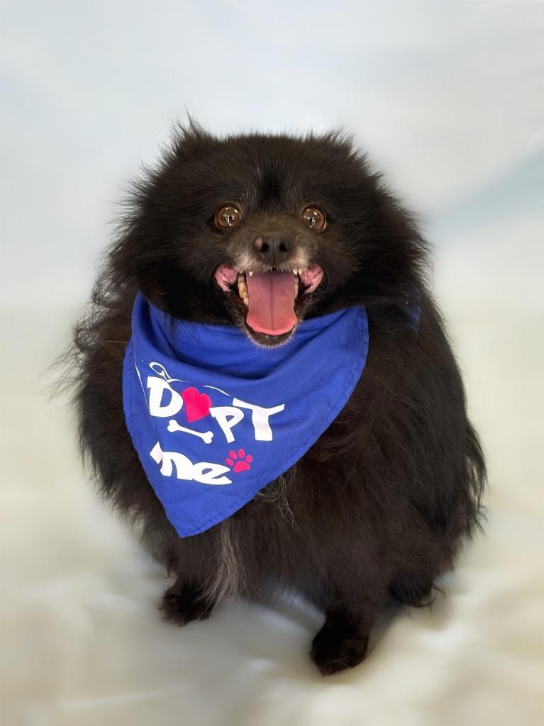 Tony, ADOPTABLE, Senior Male Pomeranian.