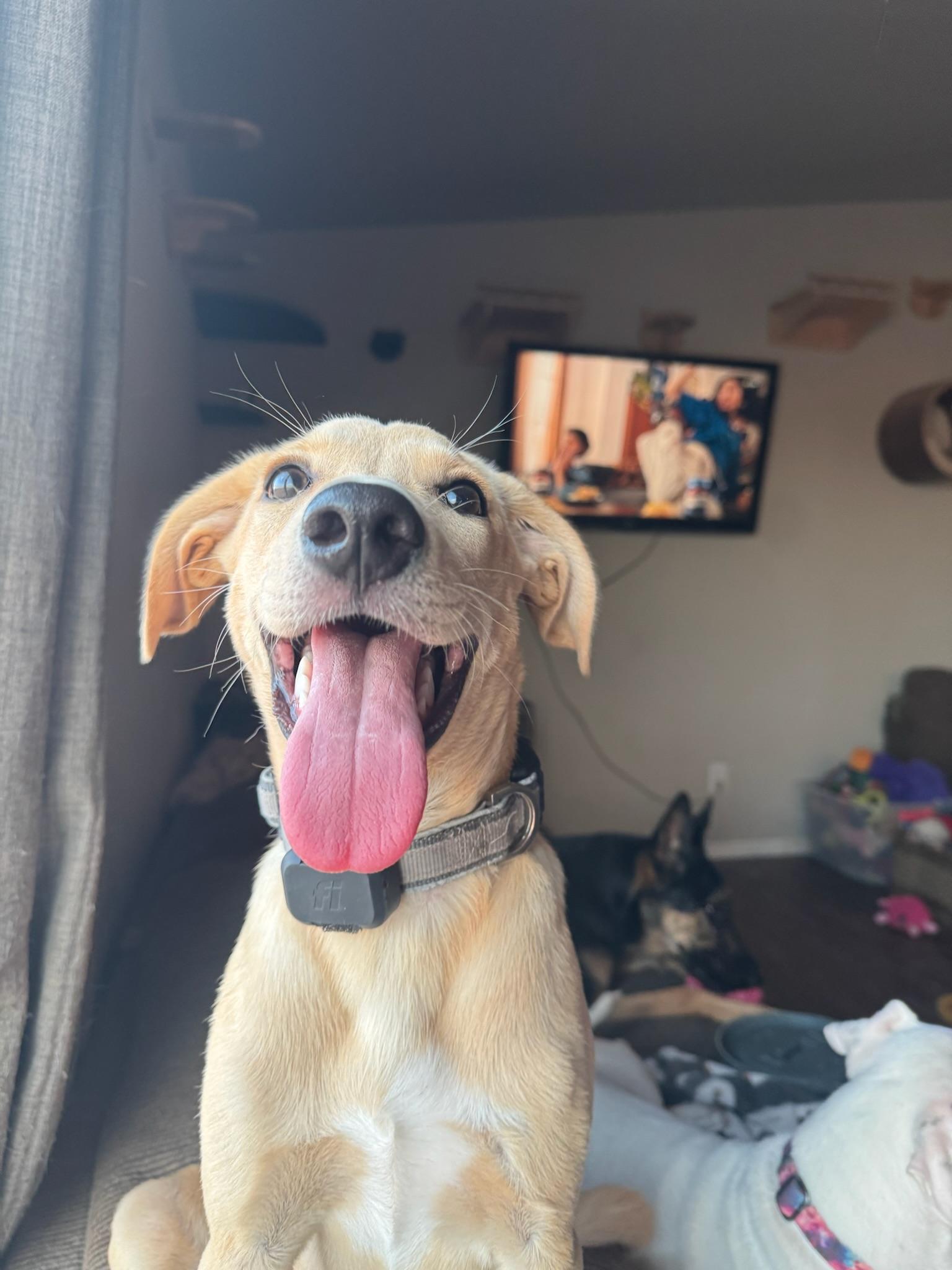 Enlarge Maddox, an adopted mixed breed in Tonopah, AZ image 3/3