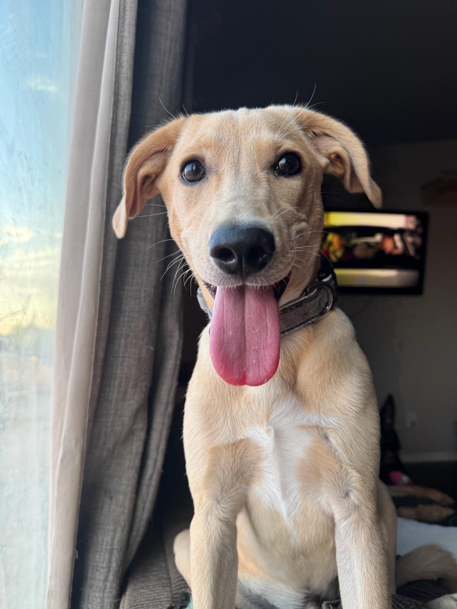 Enlarge Maddox, an adopted mixed breed in Tonopah, AZ image 2/3