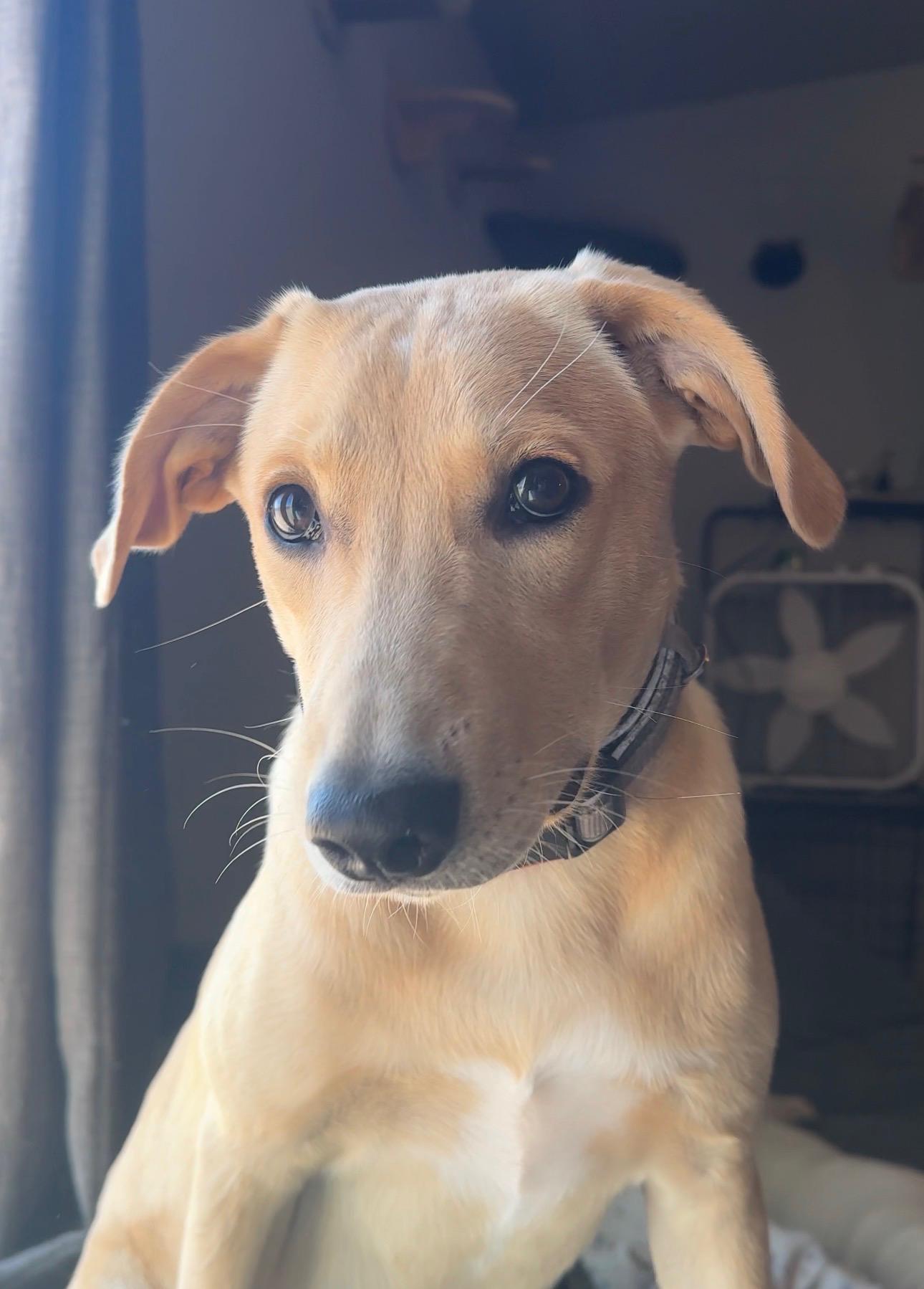 Enlarge Maddox, an adopted mixed breed in Tonopah, AZ image 1/3