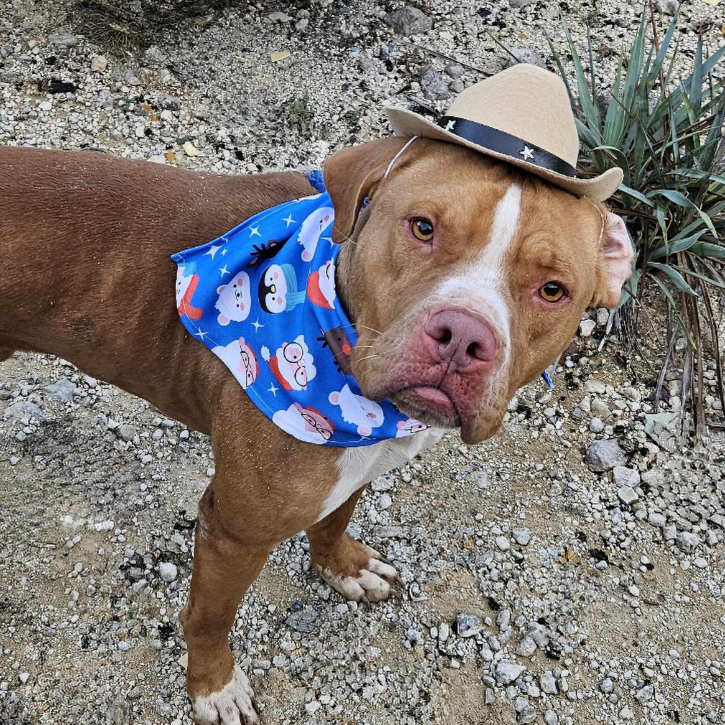 Charlie — thumbnail 5