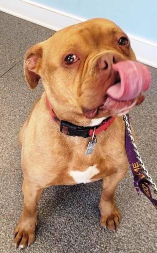 Drake, very handsome Amer. Bulldog boy, he's a talker ! Ask for his Video Foster to Adopt!, Adoptable, Young Male American Bulldog.