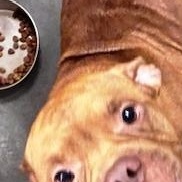 Enlarge Drake, very handsome Amer. Bulldog boy, he's a talker !, a Adoptable American Bulldog in Richmond, VA image 3/6