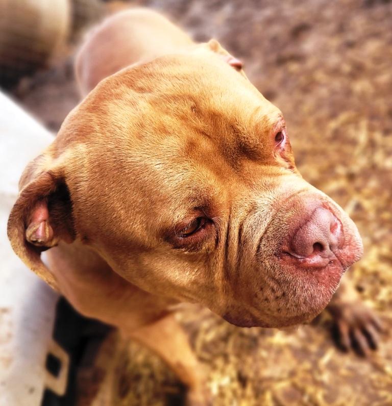 Enlarge Drake, very handsome Amer. Bulldog boy, he's a talker ! Ask for his Video Foster to Adopt!, a Adoptable American Bulldog in Charlottesville, VA image 6/6