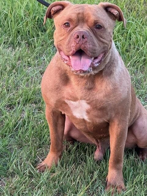 Enlarge Drake, very handsome Bulldog boy, he's a talker Ask for his Video, Foster to Adopt, a Adoptable Bulldog in Charlottesville, VA image 5/6