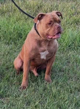 Enlarge Drake, very handsome Bulldog boy, he's a talker Ask for his Video, Foster to Adopt, a Adoptable Bulldog in Charlottesville, VA image 6/6
