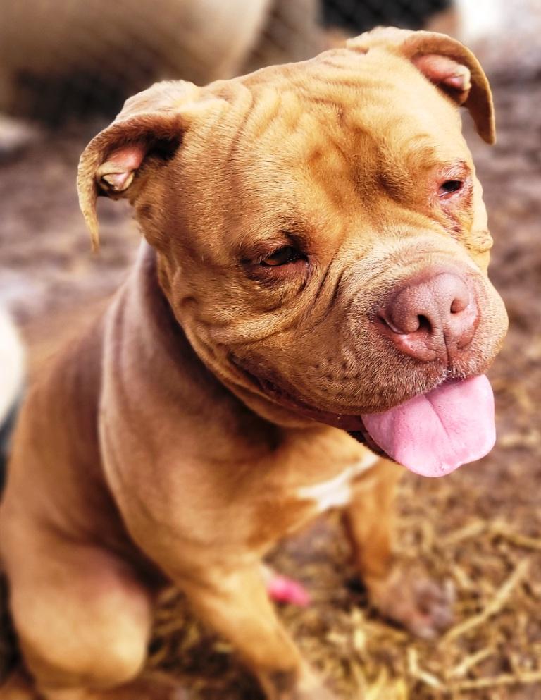 Enlarge Drake, very handsome Amer. Bulldog boy, he's a talker ! Ask for his Video Foster to Adopt!, a Adoptable American Bulldog in Charlottesville, VA image 3/6