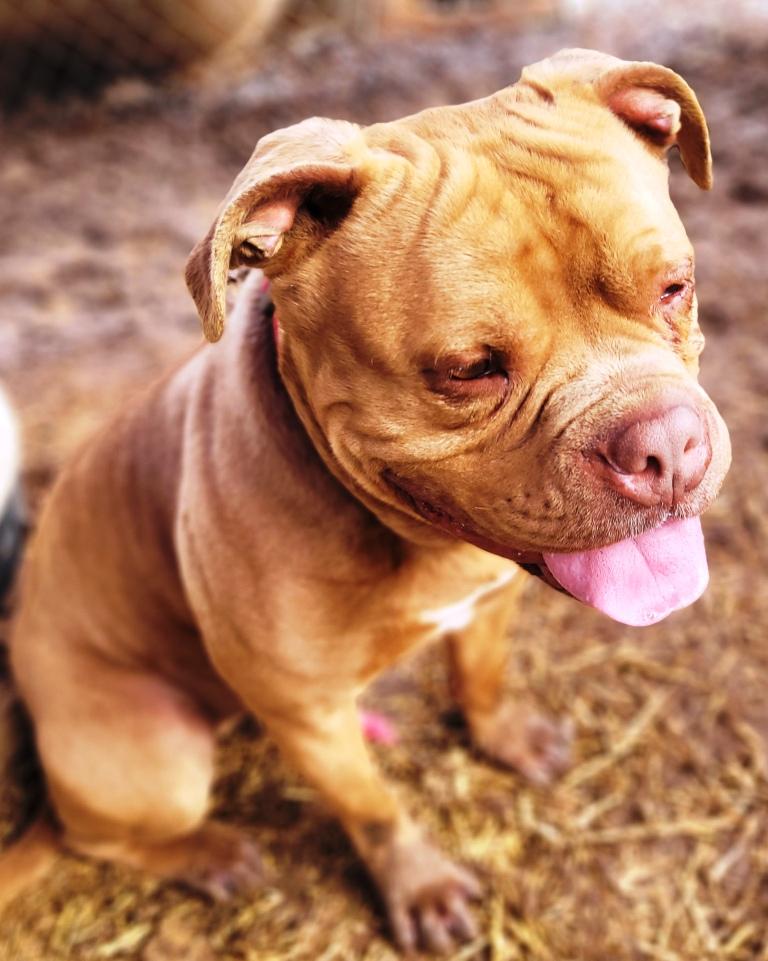 Enlarge Drake, very handsome Amer. Bulldog boy, he's a talker ! Ask for his Video Foster to Adopt!, a Adoptable American Bulldog in Charlottesville, VA image 4/6