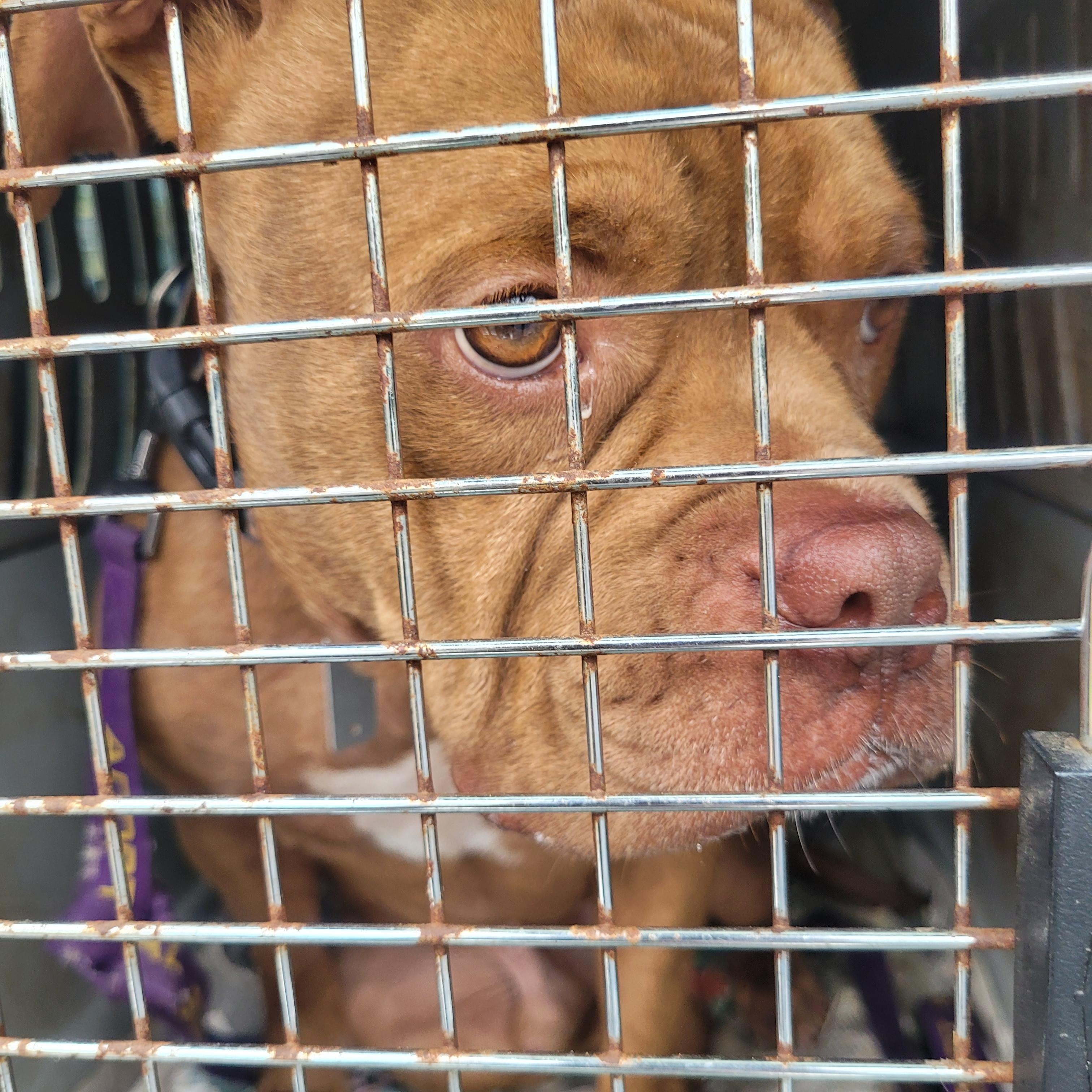 Enlarge Drake, very handsome Amer. Bulldog boy, he's a talker !, a Adoptable American Bulldog in Richmond, VA image 5/6