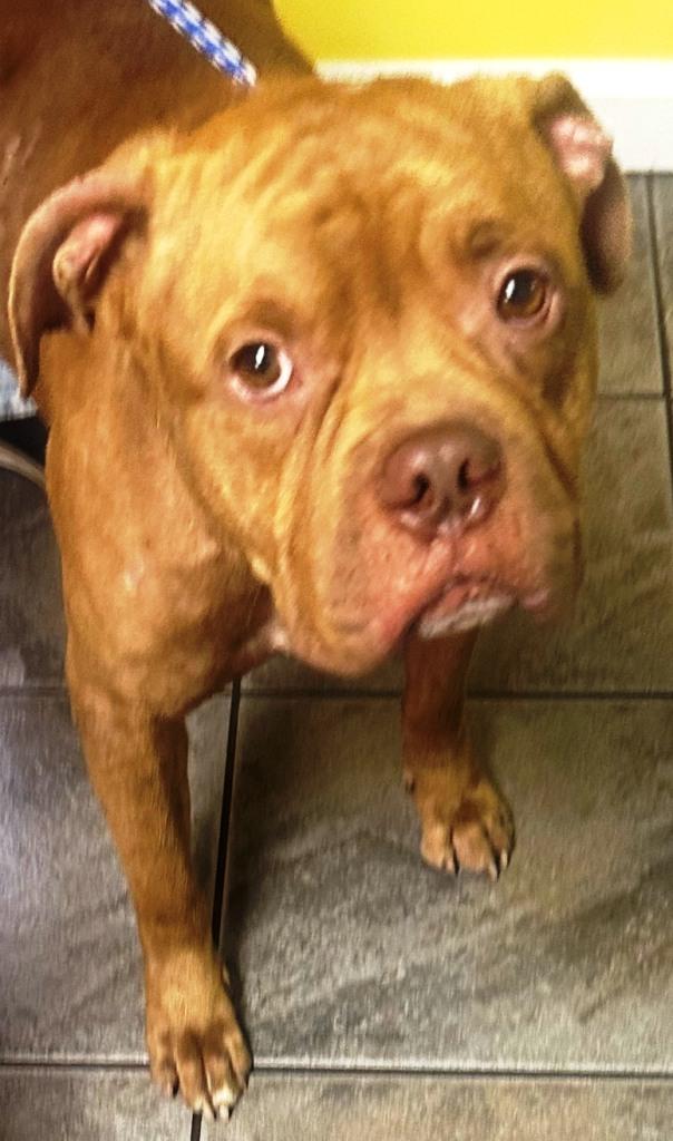 Drake, very handsome Bulldog boy, he chatters and talks, has a lot to say!