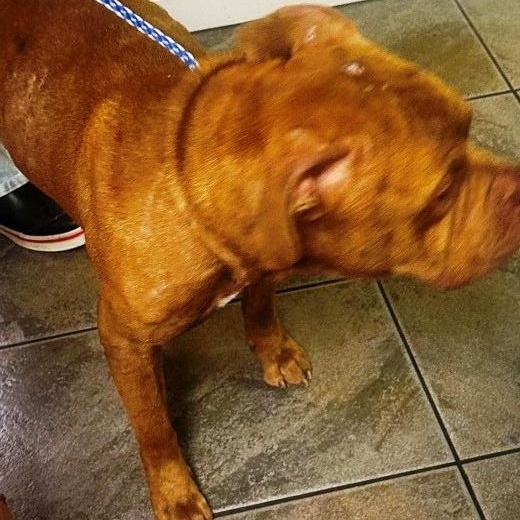 Enlarge Drake, very handsome Amer. Bulldog boy, he's a talker !, a Adoptable American Bulldog in Richmond, VA image 2/6