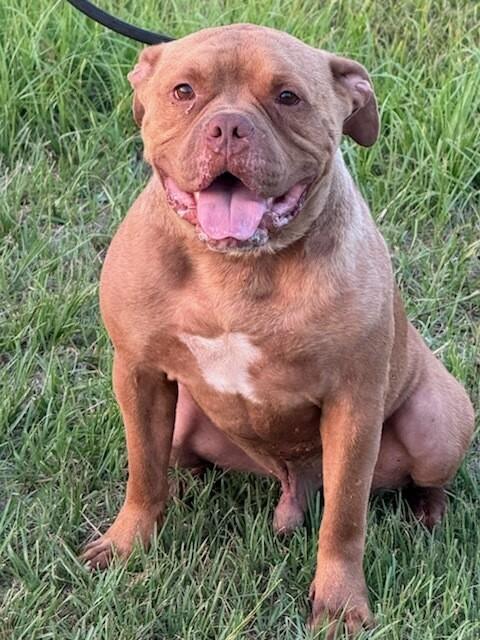 Drake, very handsome Bulldog boy, he's a talker Ask for his Video, Foster to Adopt, Adoptable, Young Male Bulldog.