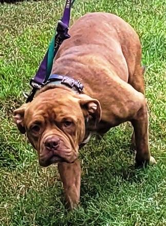 Drake, very handsome Bulldog boy, he chatters and talks, has a lot to say!