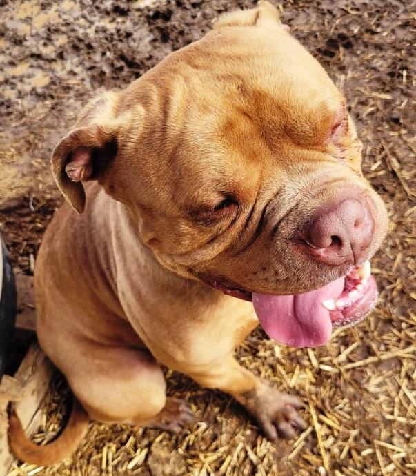 Enlarge Drake, very handsome Amer. Bulldog boy, he's a talker ! Ask for his Video Foster to Adopt!, a Adoptable American Bulldog in Charlottesville, VA image 5/6