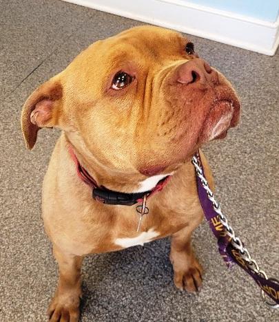 Enlarge Drake, very handsome Bulldog boy, he's a talker Ask for his Video, Foster to Adopt, a Adoptable Bulldog in Charlottesville, VA image 4/6