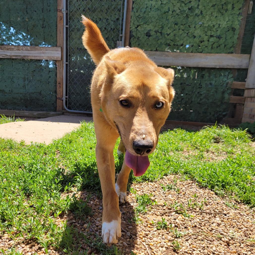 Enlarge Shep, a Adoptable mixed breed in Duncan, OK image 1/4
