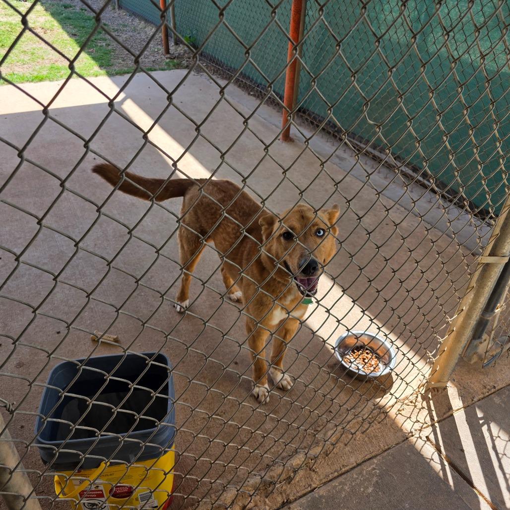 Enlarge Shep, a Adoptable mixed breed in Duncan, OK image 2/4