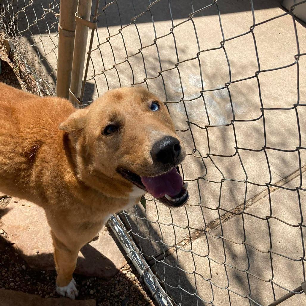 Enlarge Shep, a Adoptable mixed breed in Duncan, OK image 3/4