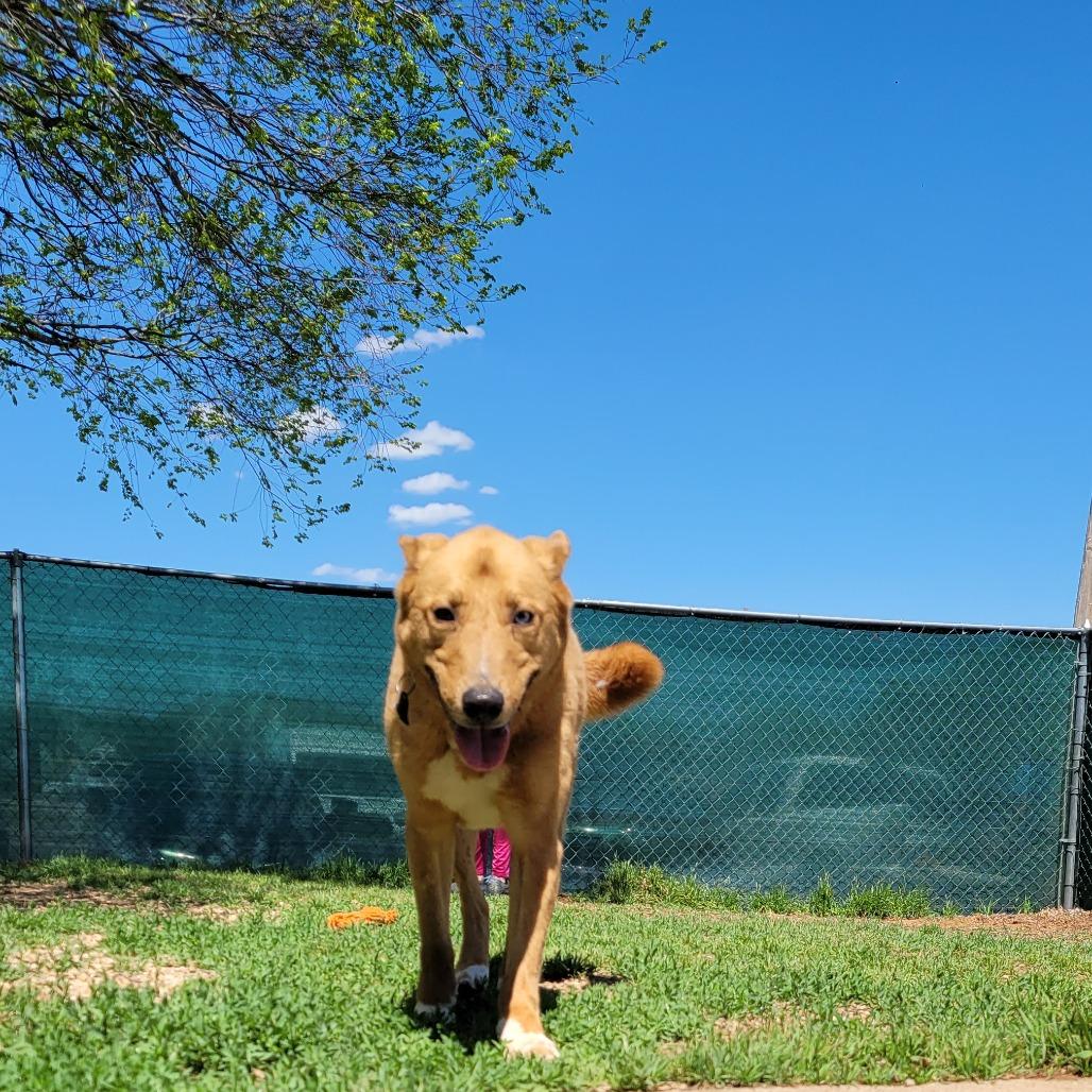 Enlarge Shep, a Adoptable mixed breed in Duncan, OK image 4/4