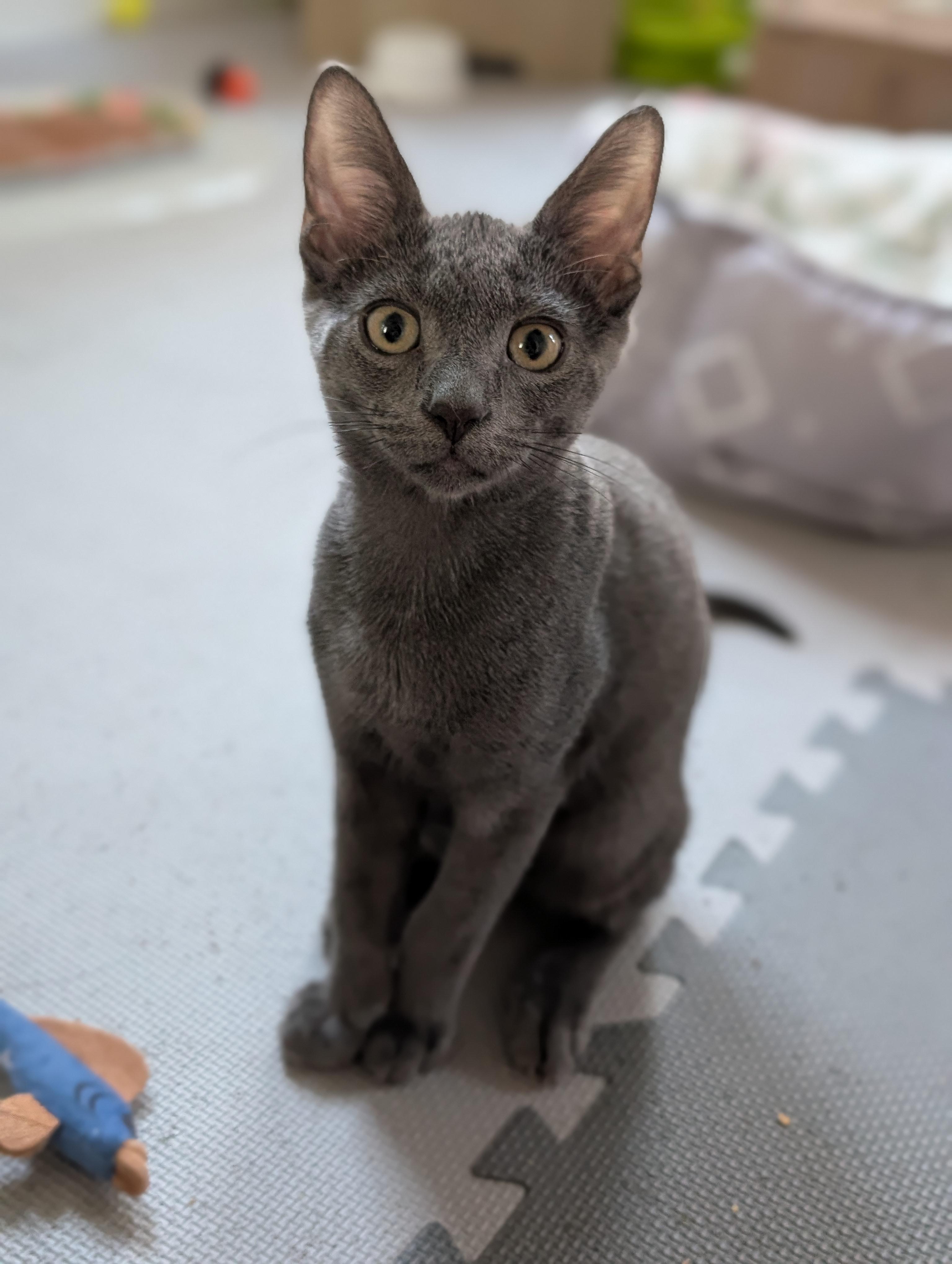 O'Reilly, ADOPTABLE, Kitten Male Domestic Short Hair.